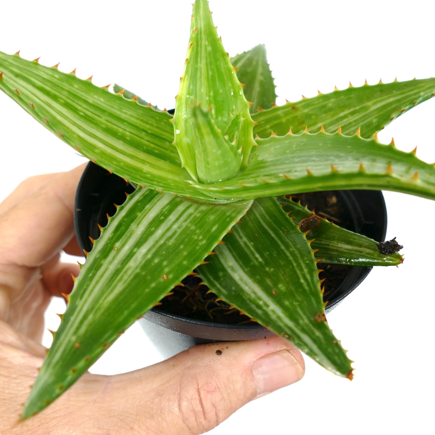 Aloe saponaria VARIEGATED WM