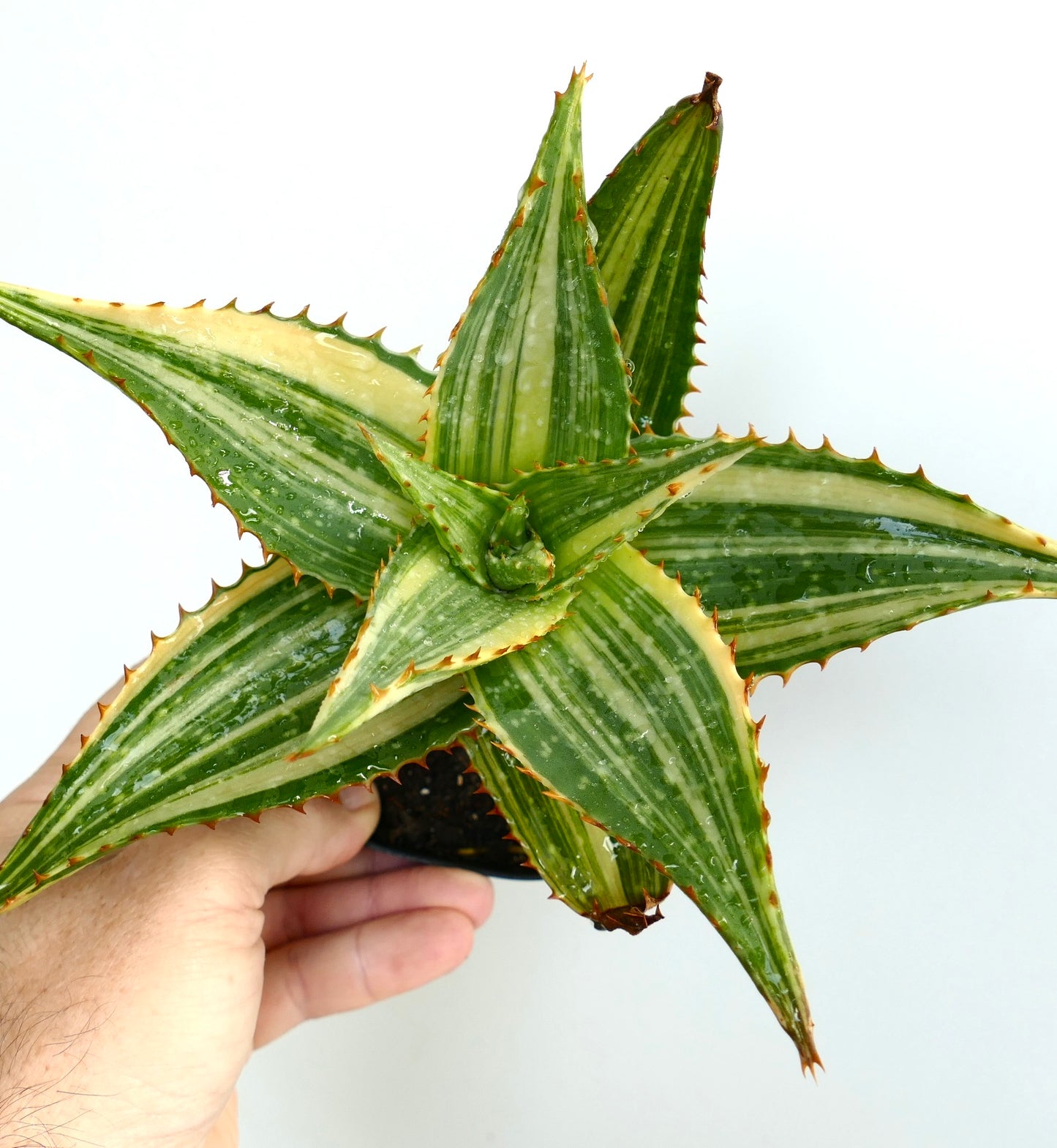 Aloe saponaria Sukkulente mit grün-weißen, gestreiften Blättern und kleinen braunen Dornen
