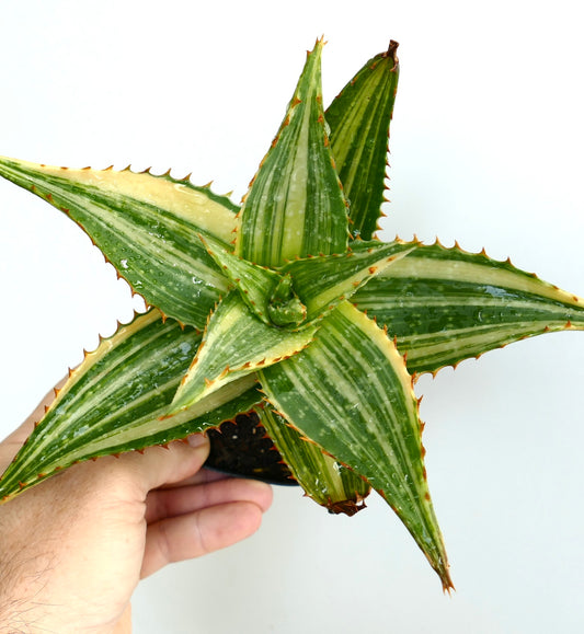 Aloe saponaria succulent with variegated green and cream striped leaves and small brown spines