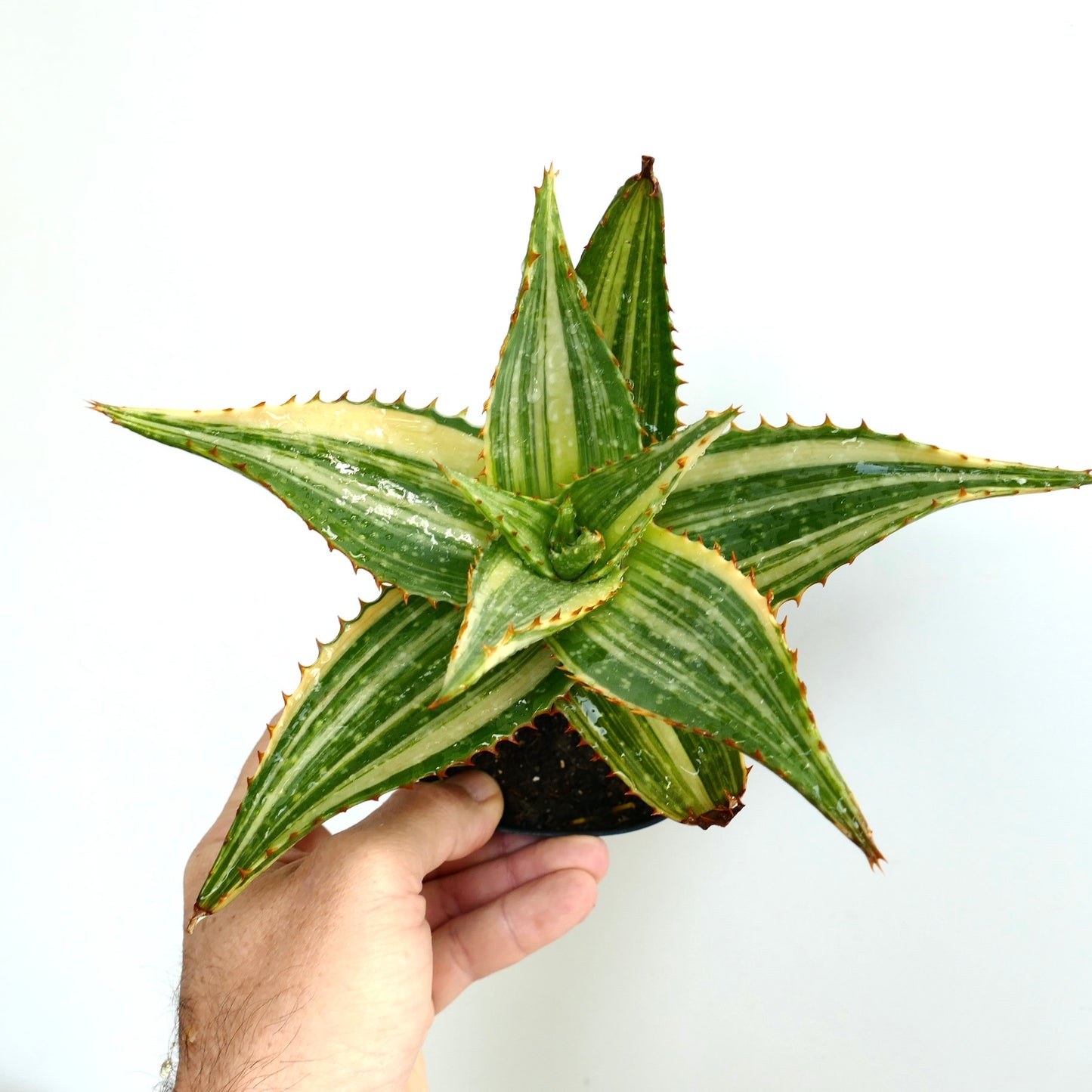 Aloe saponaria Sukkulente mit grünen und cremefarben gestreiften Blättern und stacheligen Rändern