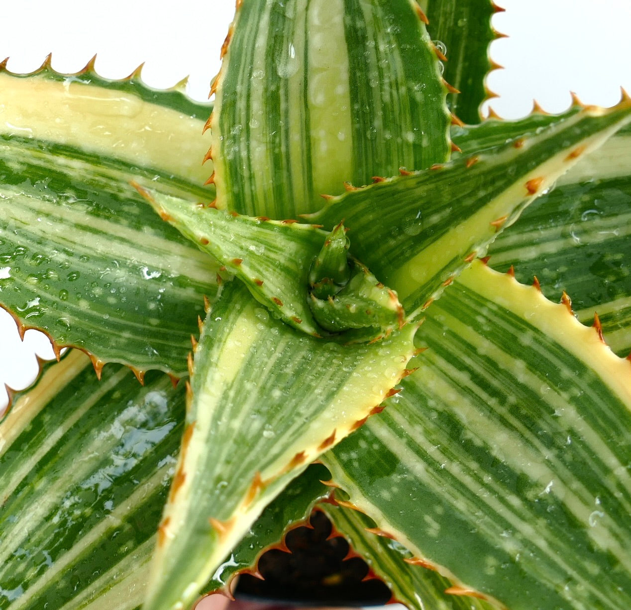 Aloe saponaria Sukkulente mit grün-cremefarbenen, panaschierten Blättern und orangen Stacheln