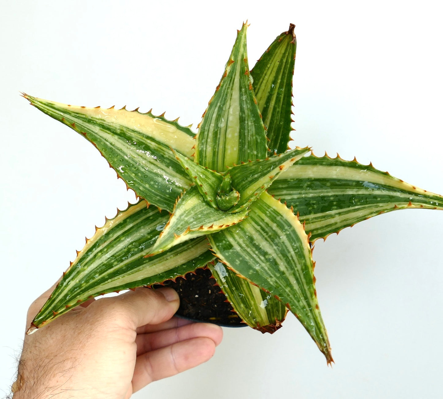 Aloe saponaria Sukkulente mit stacheligen, buntgrünen und cremefarben gestreiften Blättern