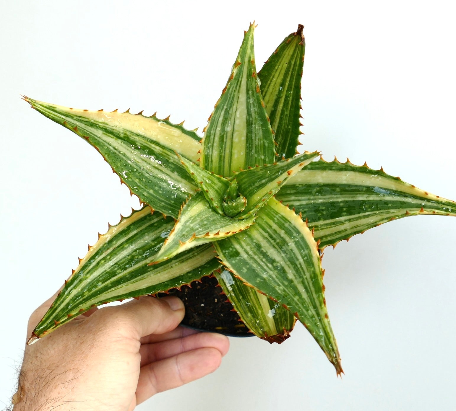 Aloe saponaria Sukkulente mit stacheligen, buntgrünen und cremefarben gestreiften Blättern