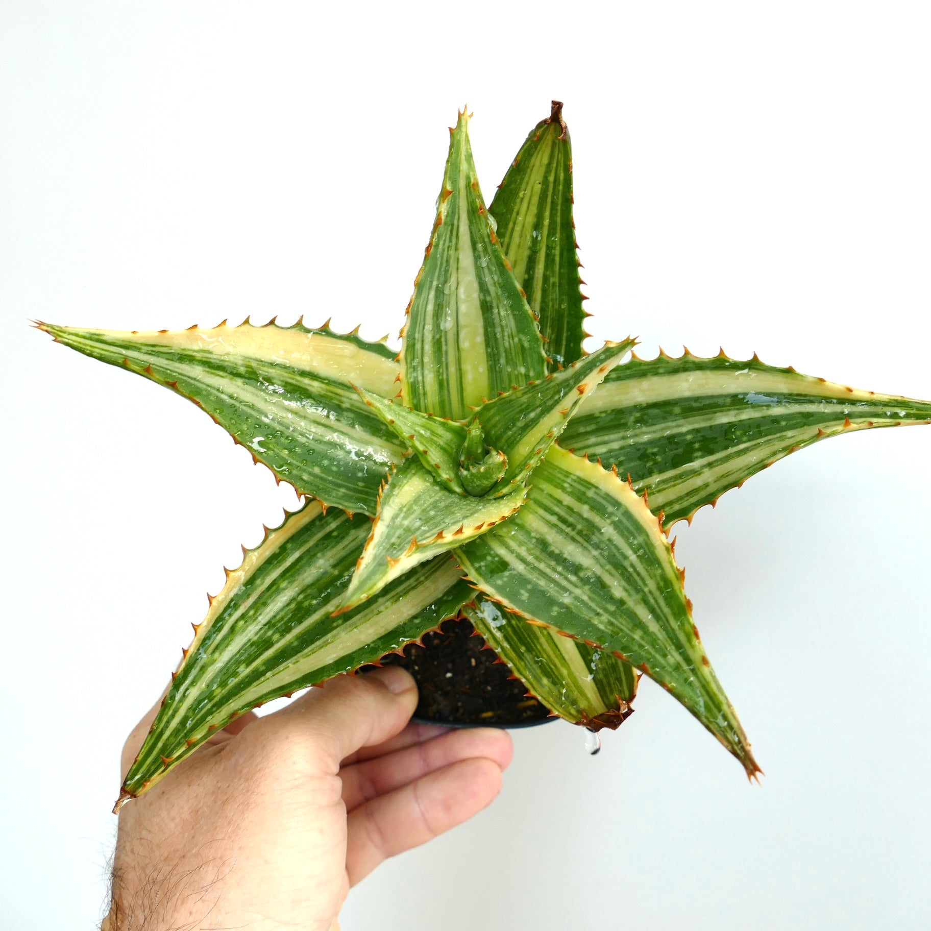 Aloe saponaria Sukkulente mit variegierten grün-cremefarbenen gestreiften Blättern und scharfen orangefarbenen Dornen