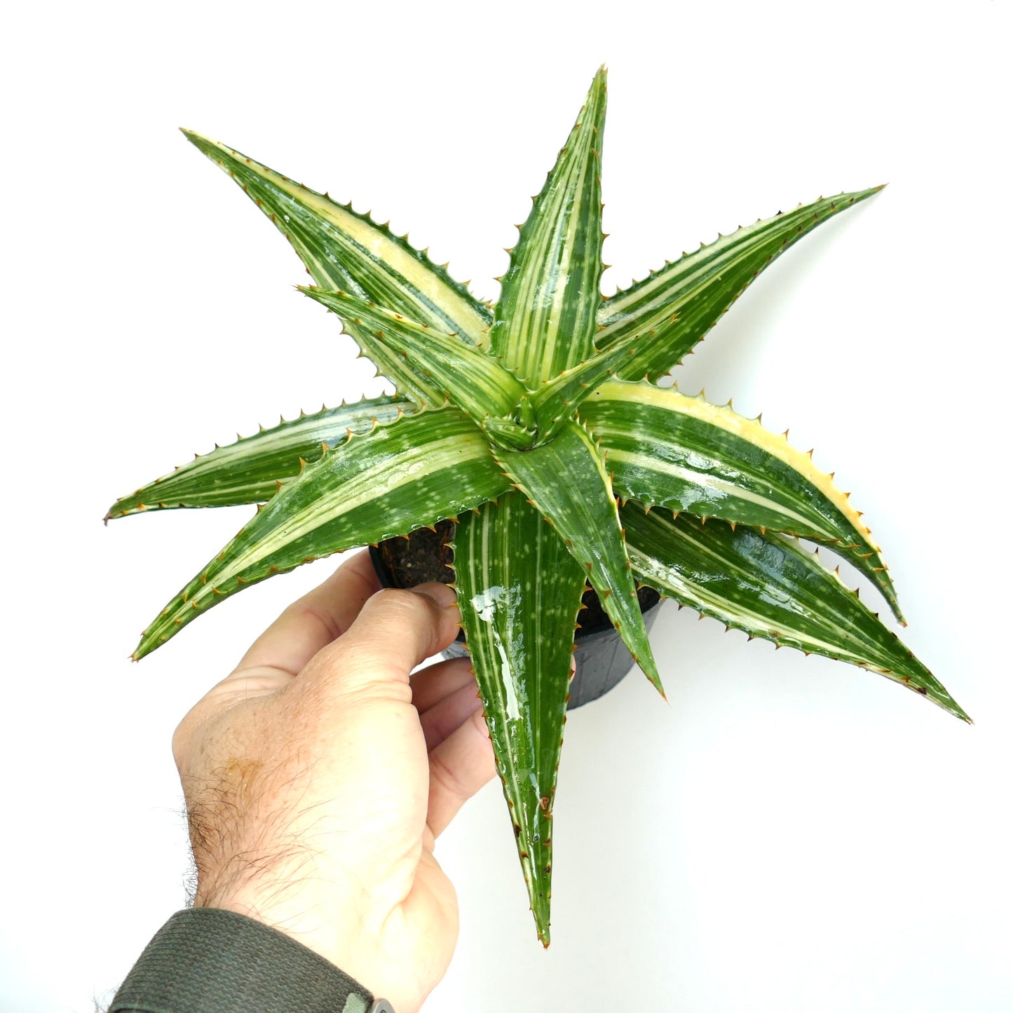 Aloe saponaria succulent with glossy green and creamy variegated spiny leaves
