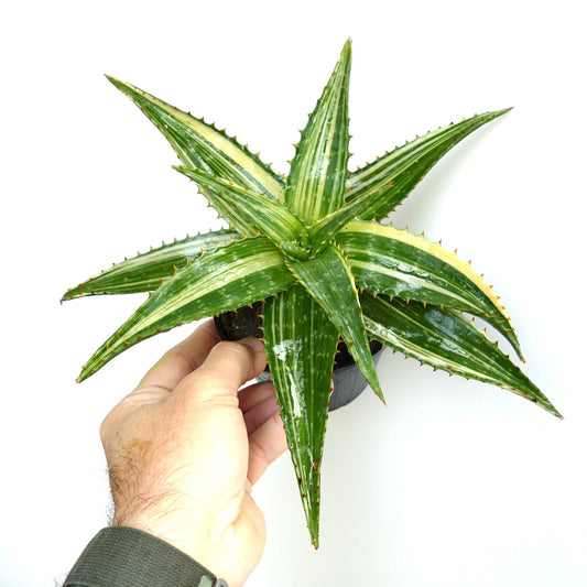 Suculenta Aloe saponaria com folhas espinhosas variegadas verdes brilhantes e cremosas