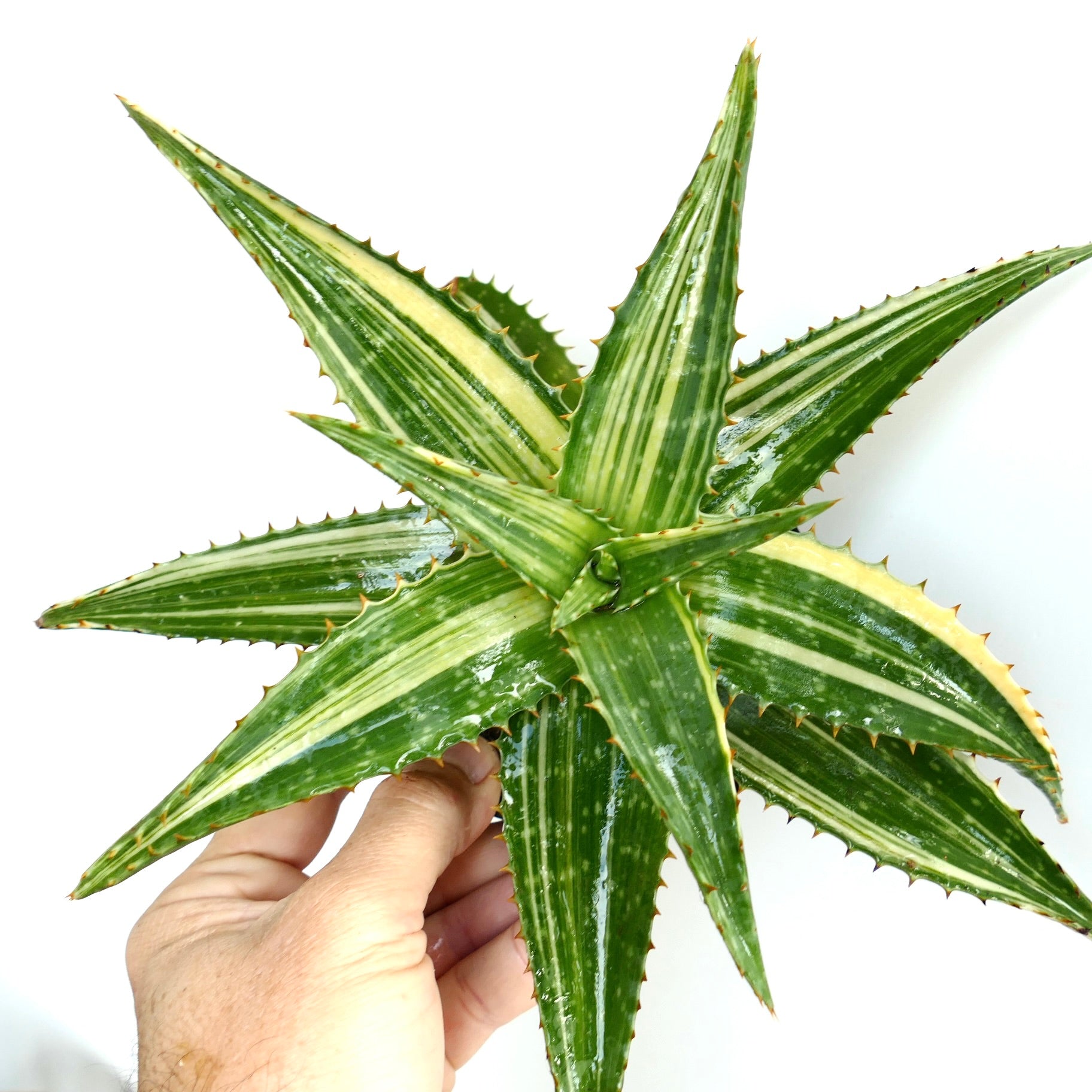 Aloe saponaria succulent with glossy green and cream striped variegated leaves and spiny edges