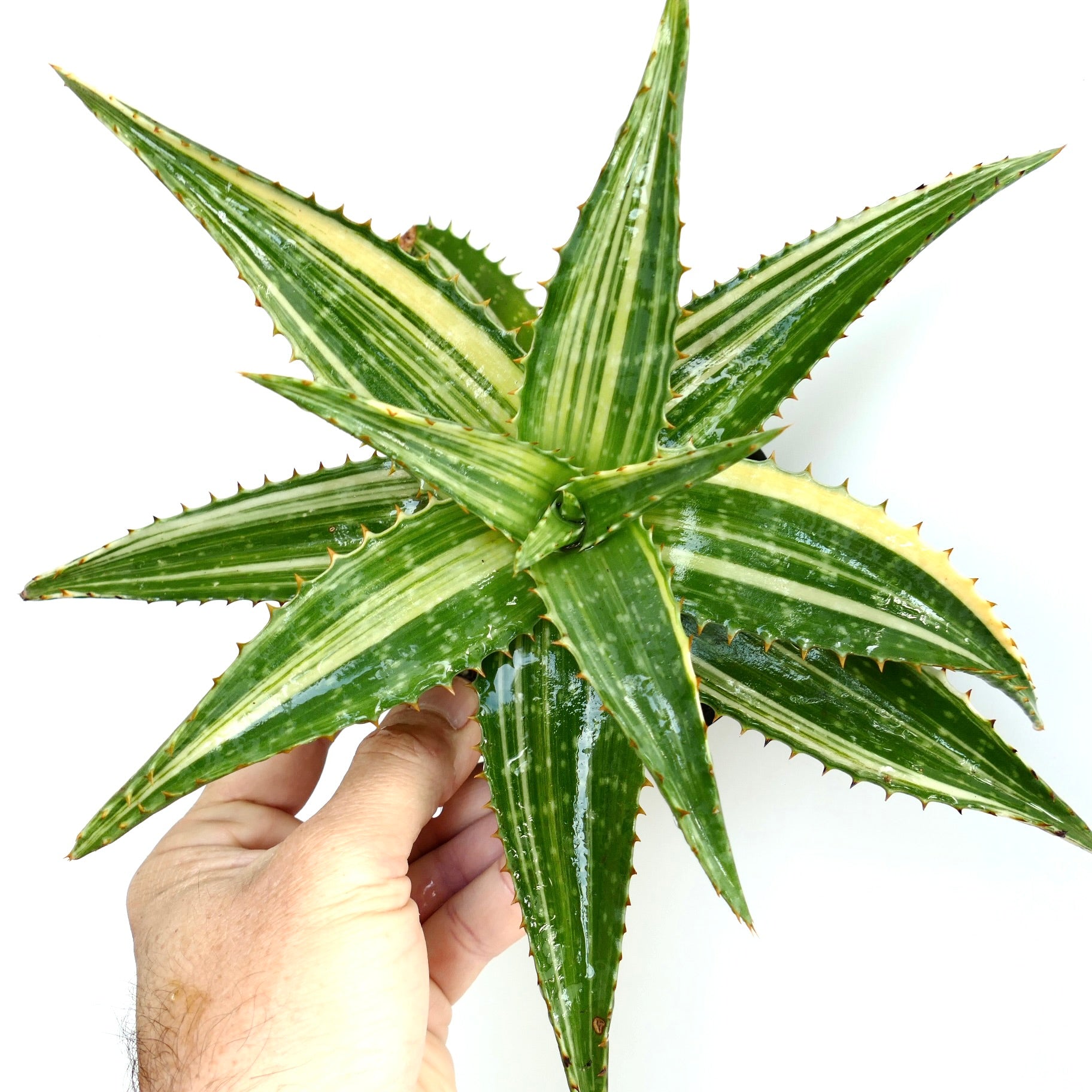 Aloe saponaria succulent with glossy green and cream variegated spiked leaves held by hand