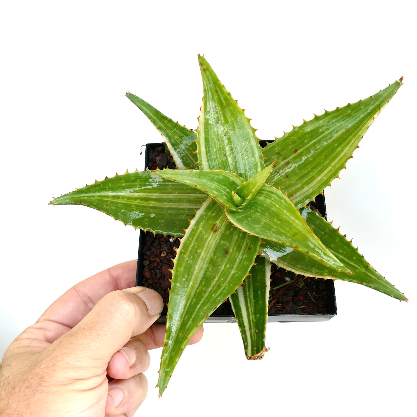 Aloe saponaria VARIEGATED STRIATA