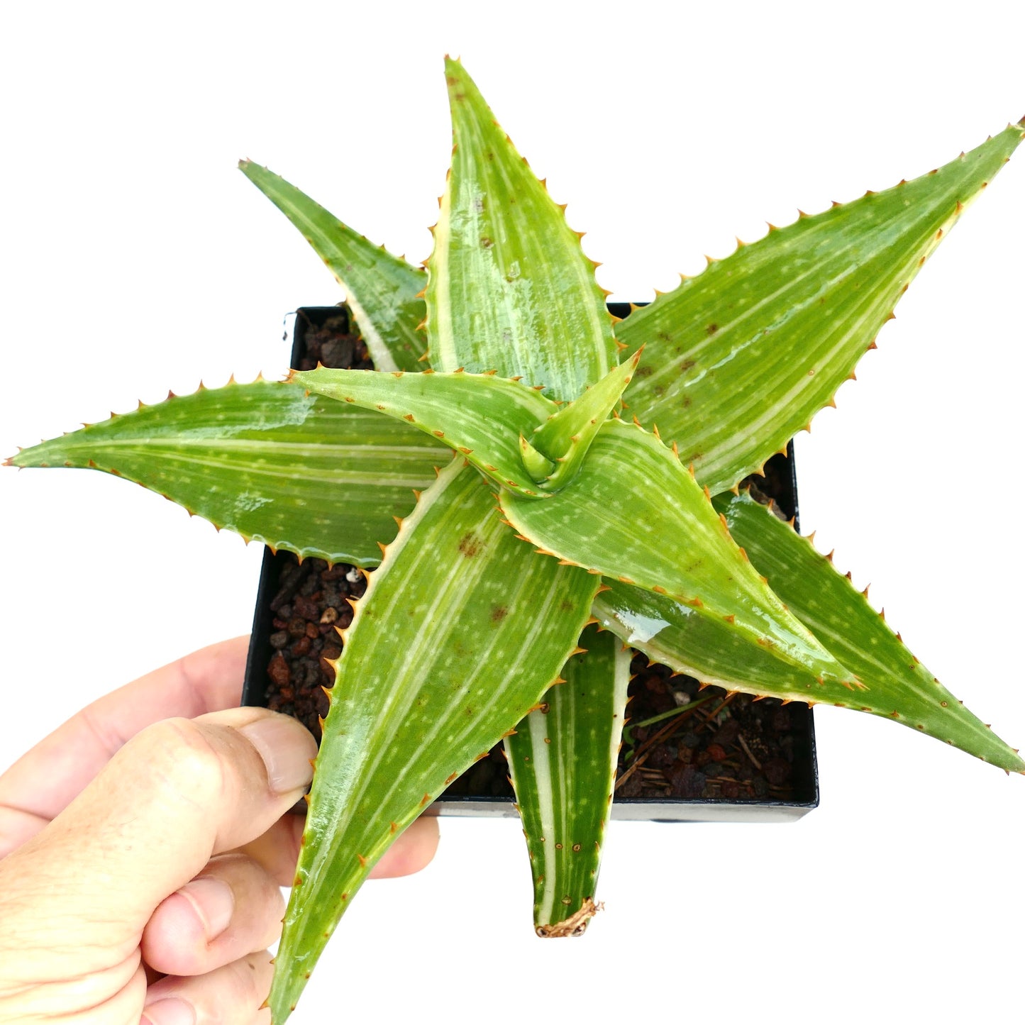 Aloe saponaria VARIEGATED STRIATA