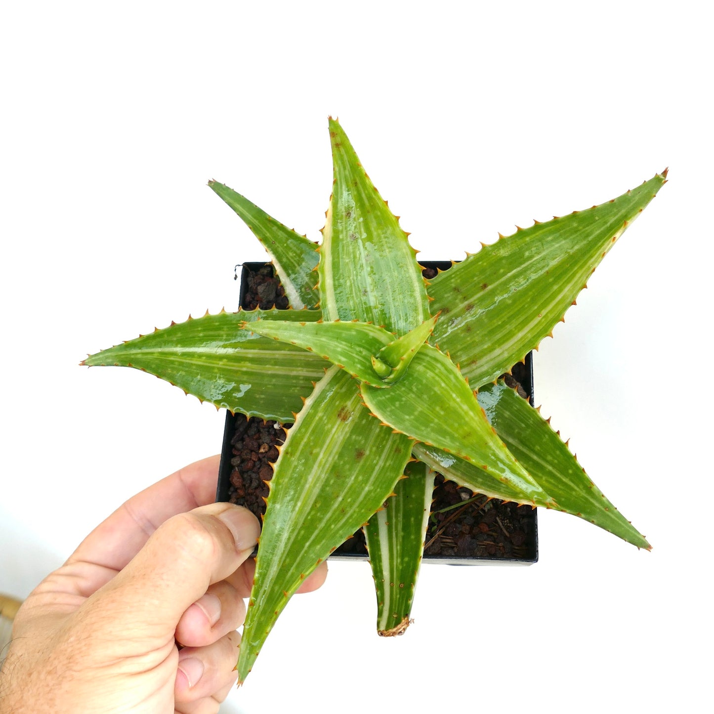 Aloe saponaria VARIEGATED STRIATA