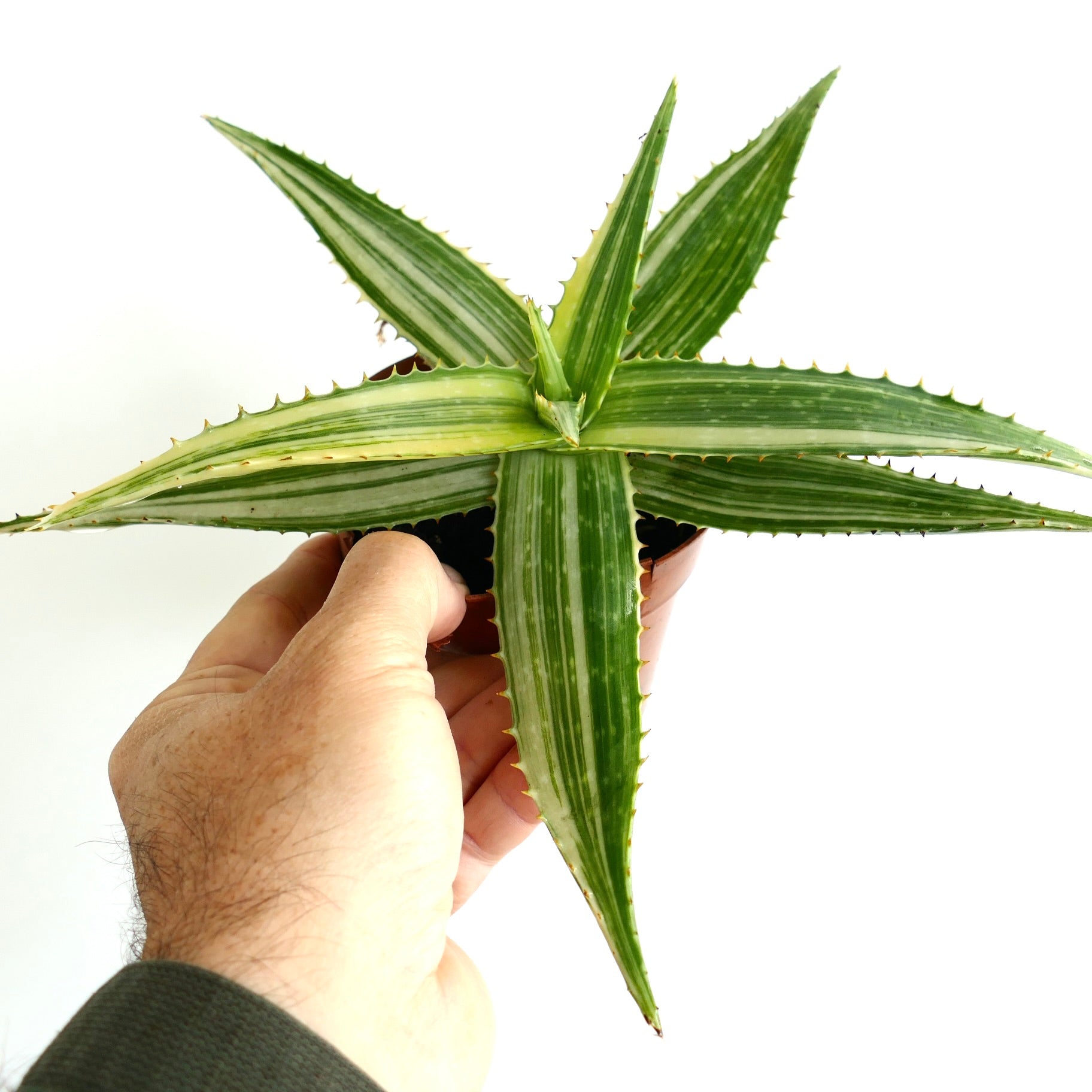 Aloe saponaria succulent with long spiky leaves and subtle variegated stripes