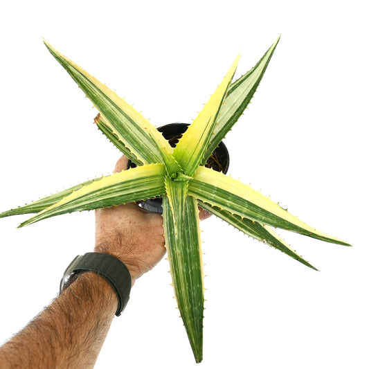 Aloe saponaria succulent with long variegated green and yellow spiny leaves held in hand