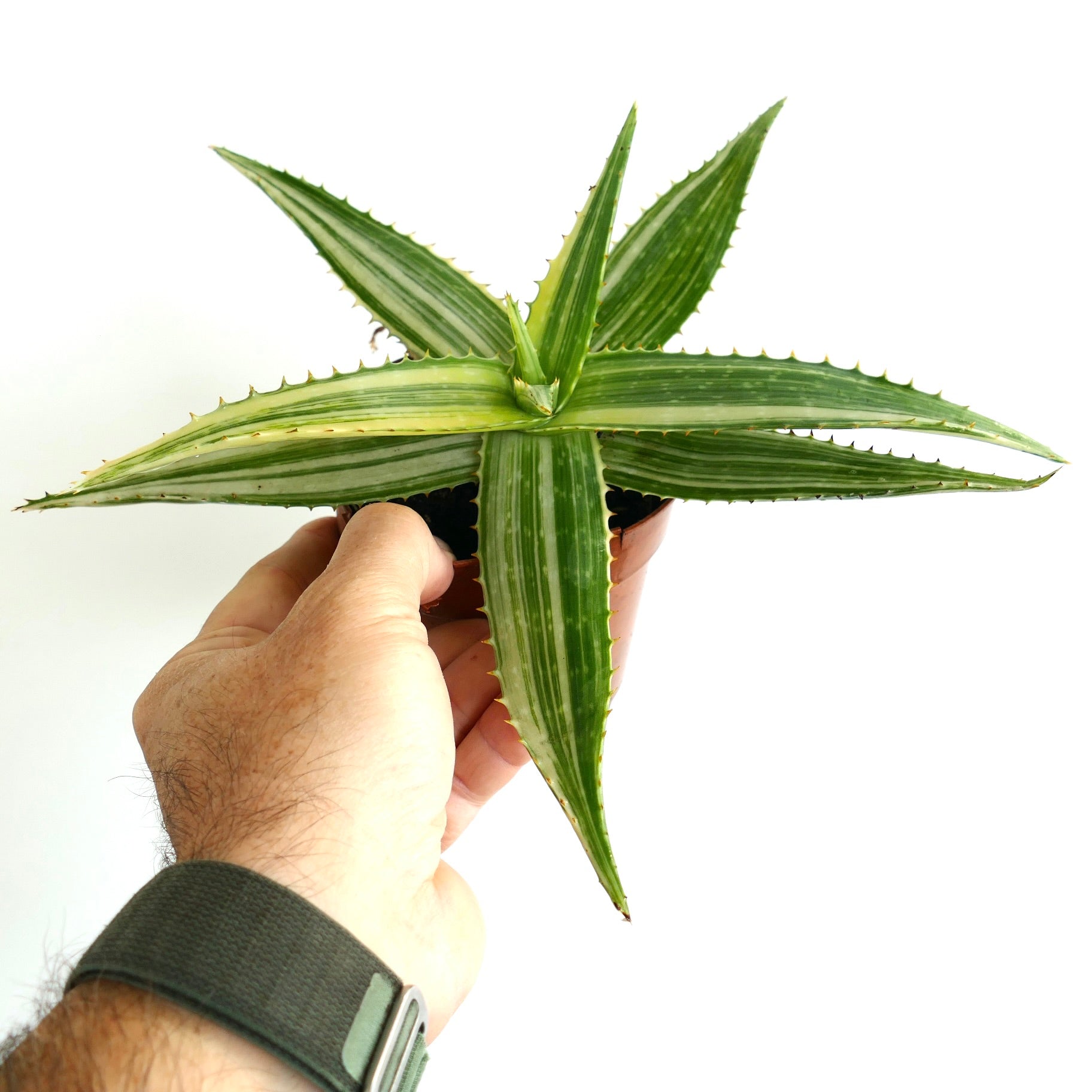 Aloe saponaria succulent with green striped leaves and small spines on edges held in hand