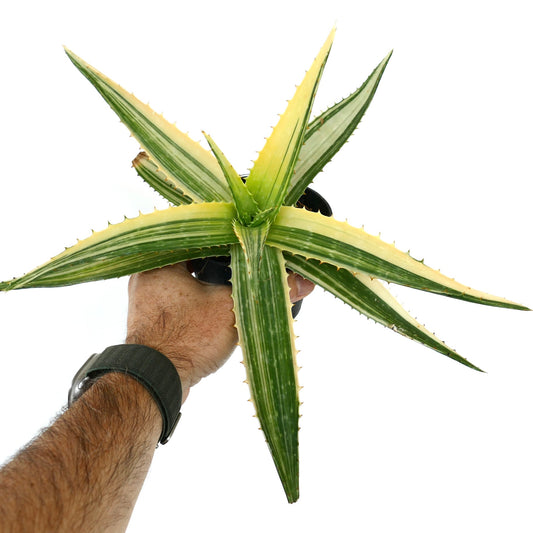 Aloe saponaria succulent with long variegated green and cream striped leaves and small spines