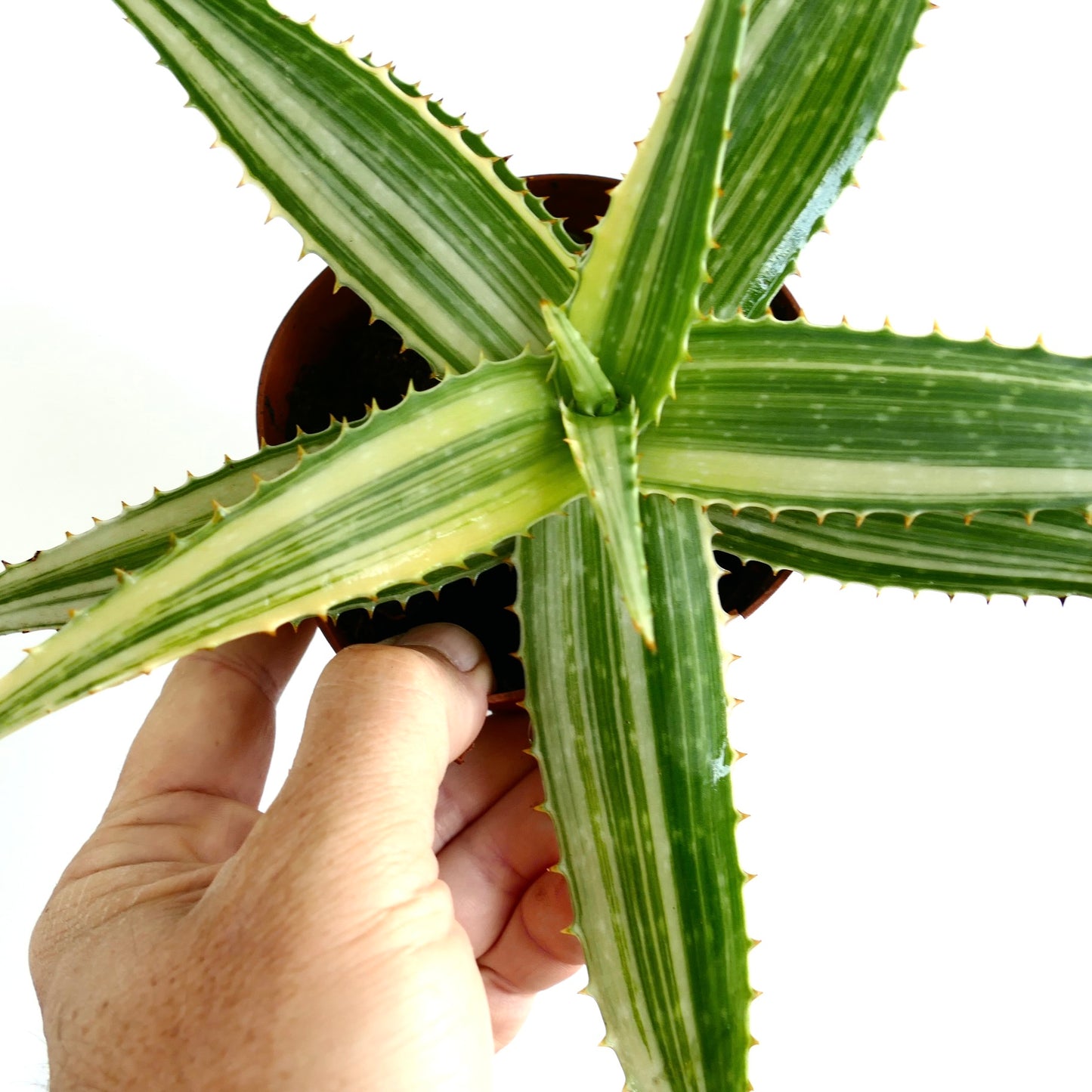 Aloe saponaria succulent with long variegated green leaves and small spines on edges