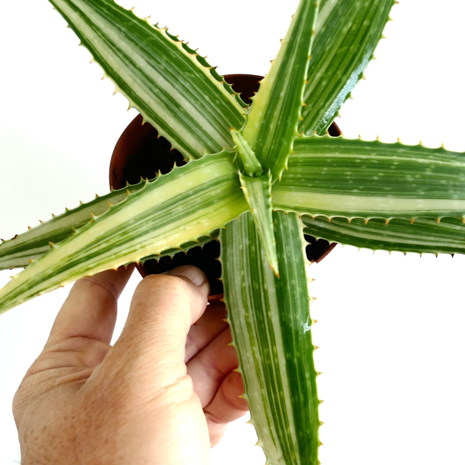 Aloe saponaria succulent with long variegated green leaves and small spines on edges