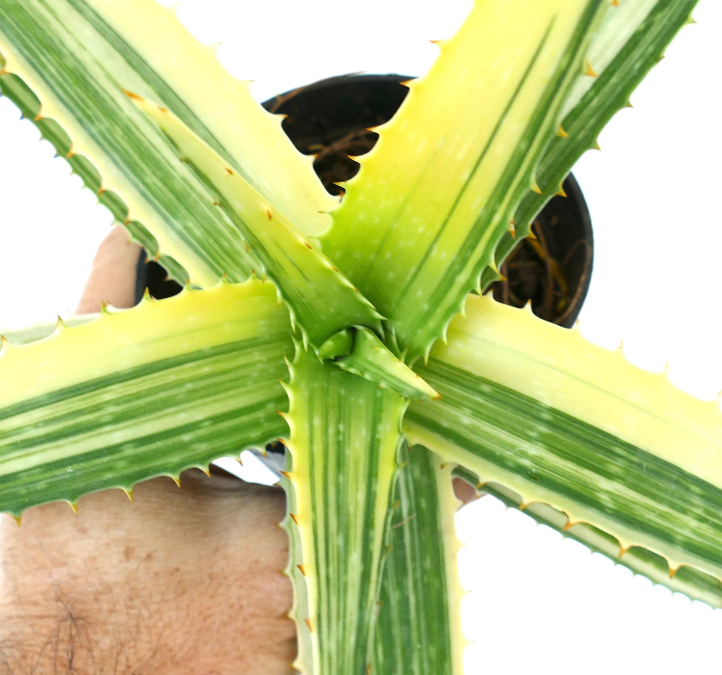 Aloe saponaria striata succulent with variegated green and yellow striped leaves and spiny edges