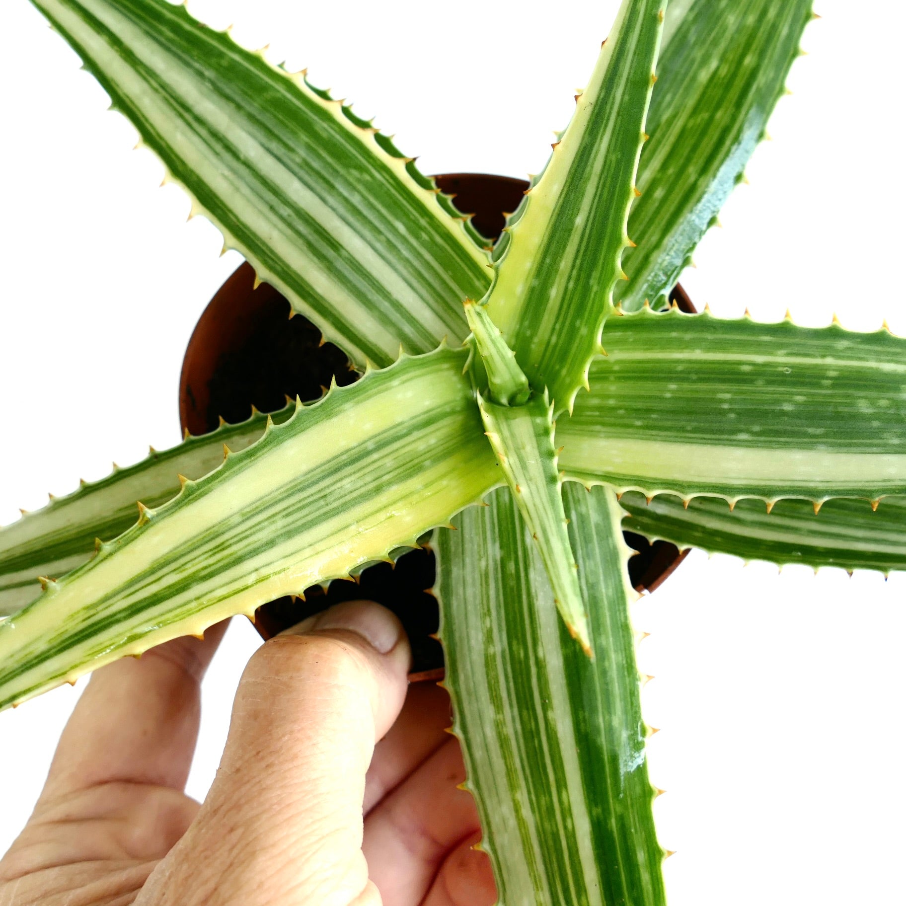 Aloe saponaria succulent with thick variegated striped leaves and small spines along edges