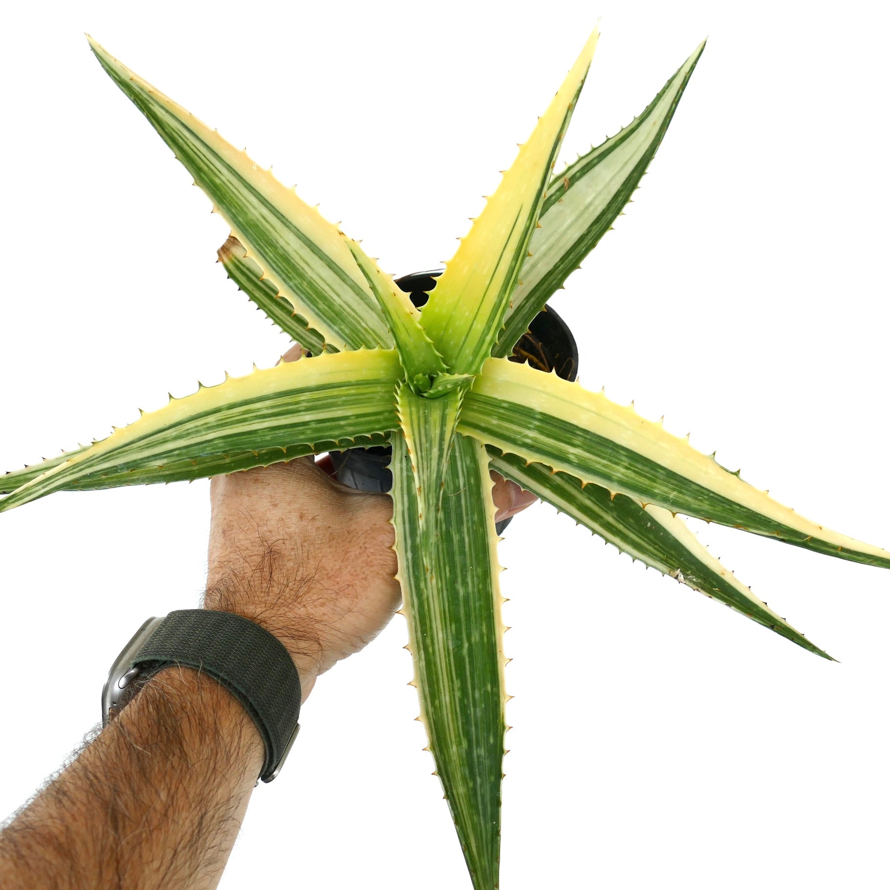 Aloe saponaria succulent with long spiky variegated green and cream leaves