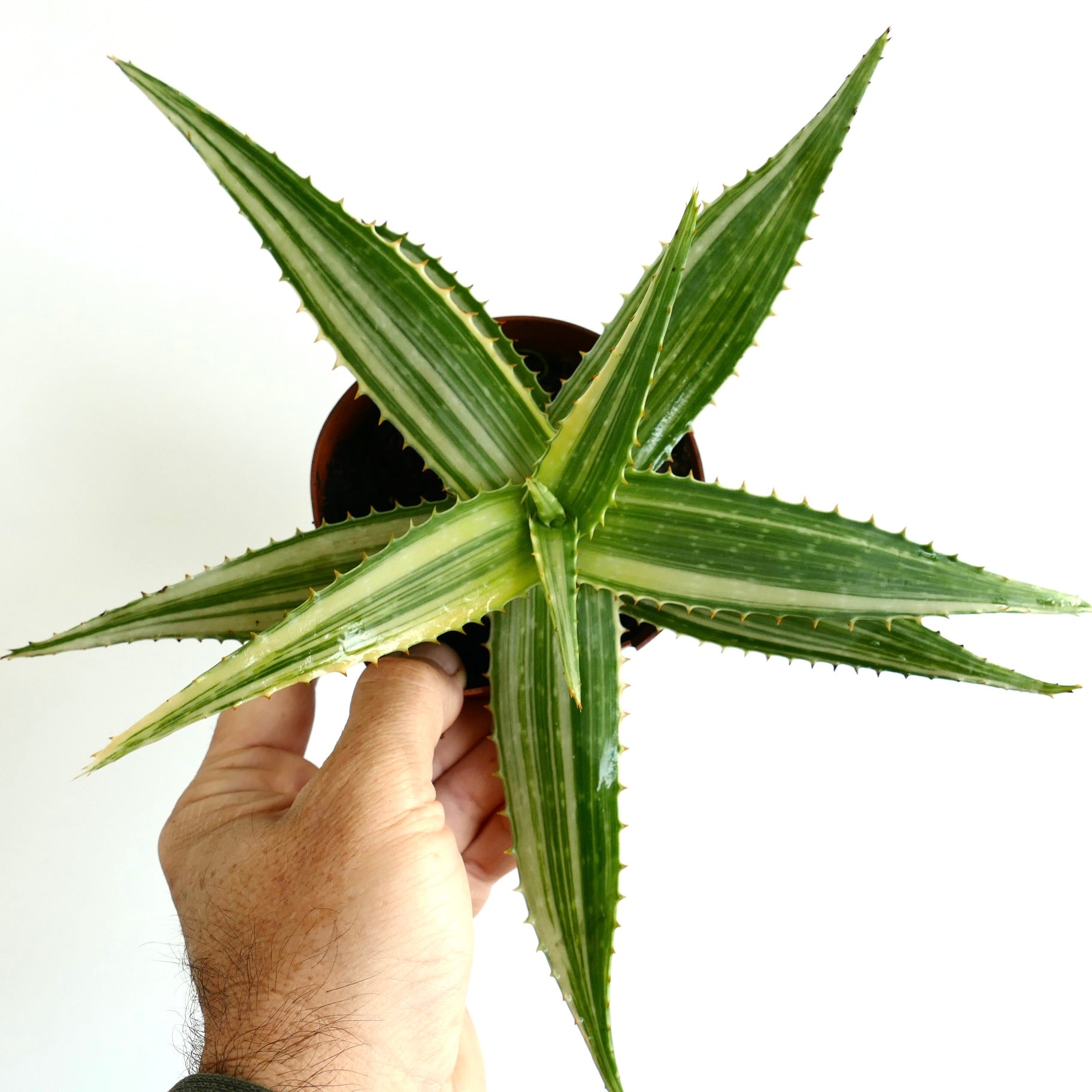 Aloe saponaria succulent with spiky variegated green and cream striped leaves