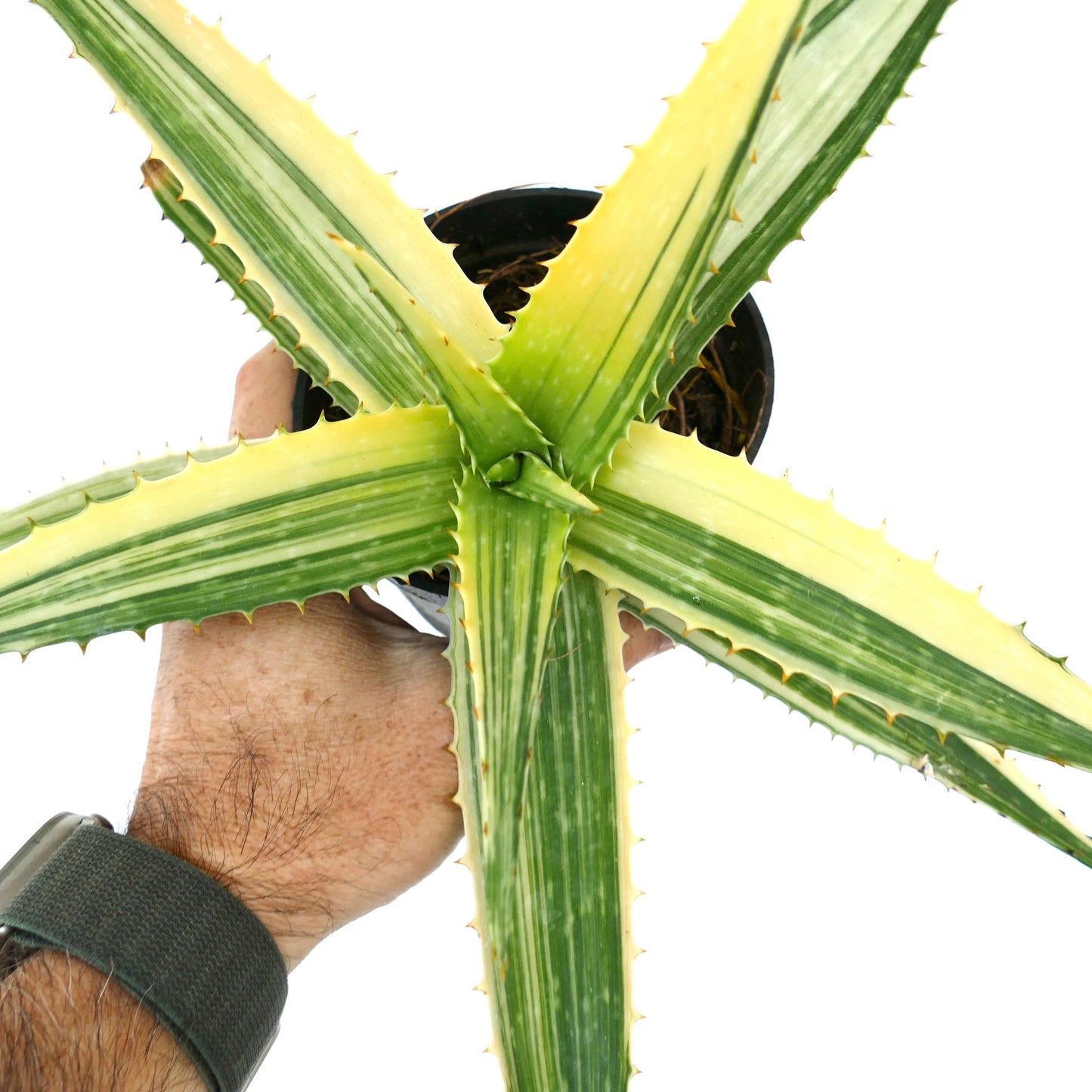 Aloe saponaria succulent with broad green and creamy variegated striped leaves and spiny edges