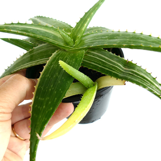 Aloe saponaria succulent with striped green leaves and small offset in black pot