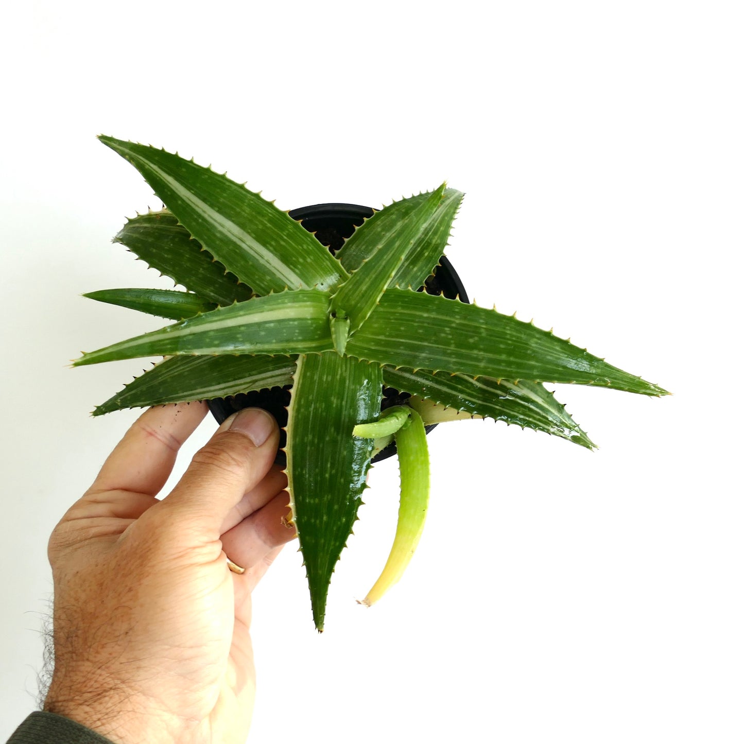 Aloe saponaria succulent with thick green leaves and small offshoot in black pot