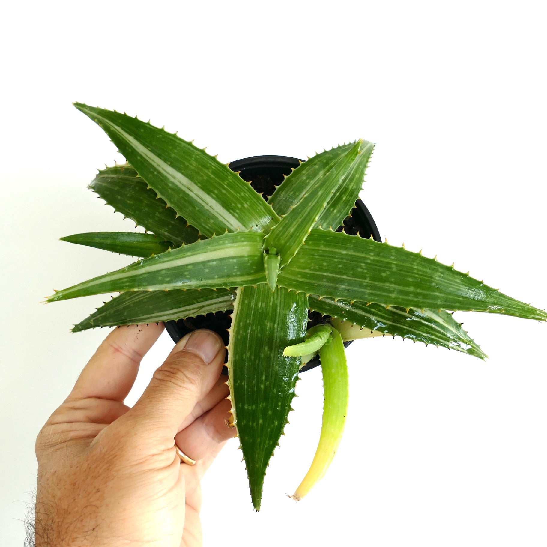 Aloe saponaria succulent with thick green leaves and small spines along edges