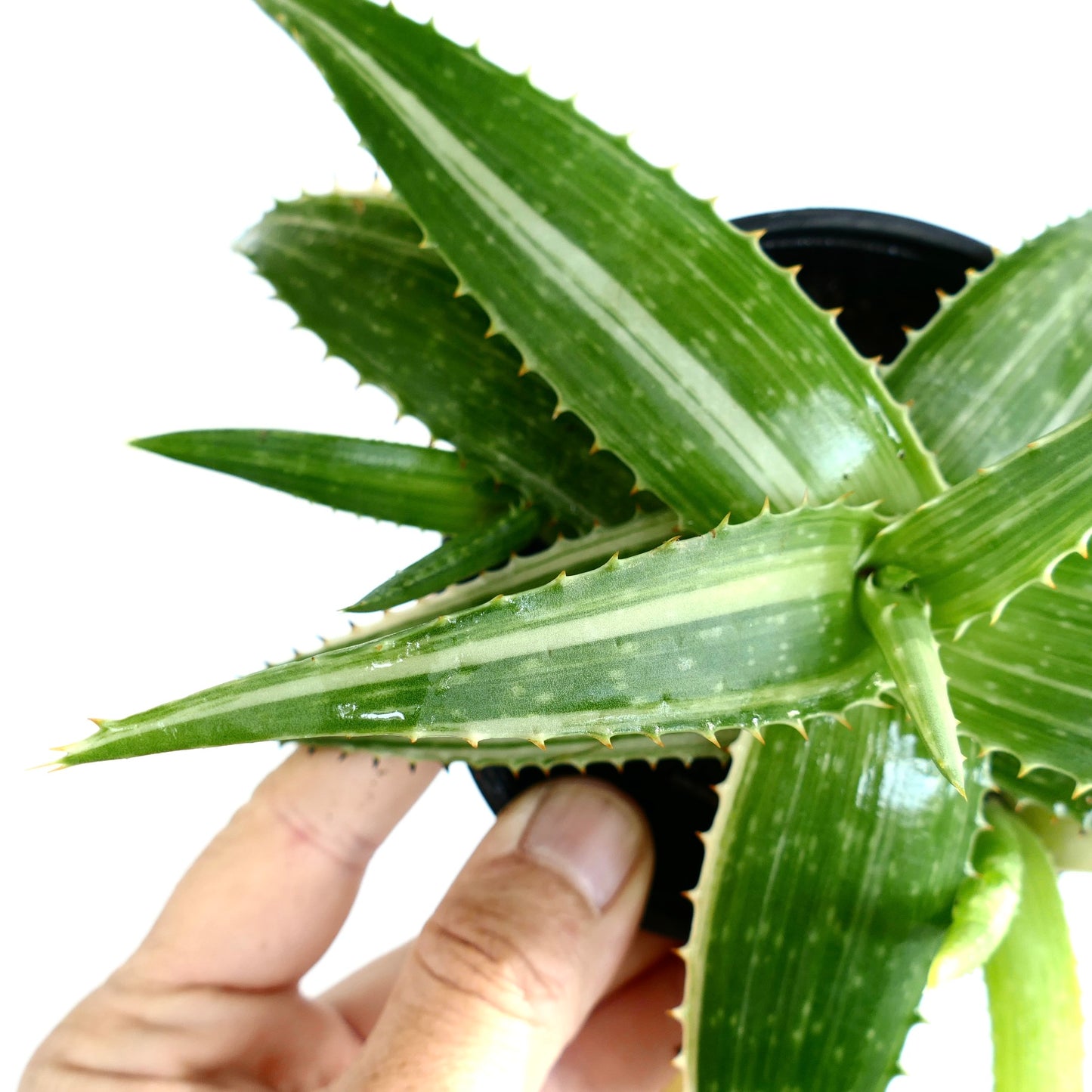 Aloe saponaria succulent with long green leaves and light central stripes, spiny edges