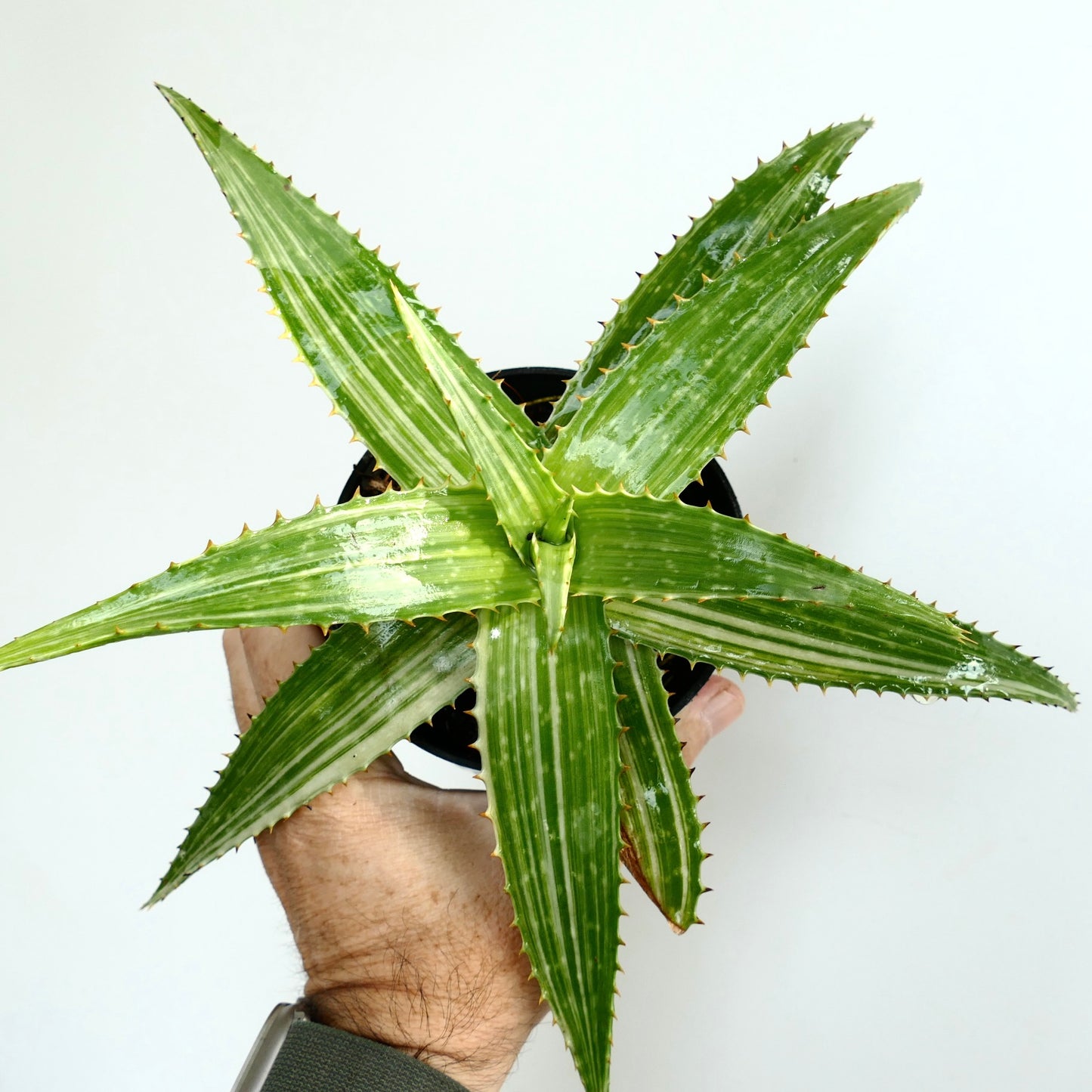 Aloe saponaria succulent with long spiky leaves and subtle striped variegation pattern