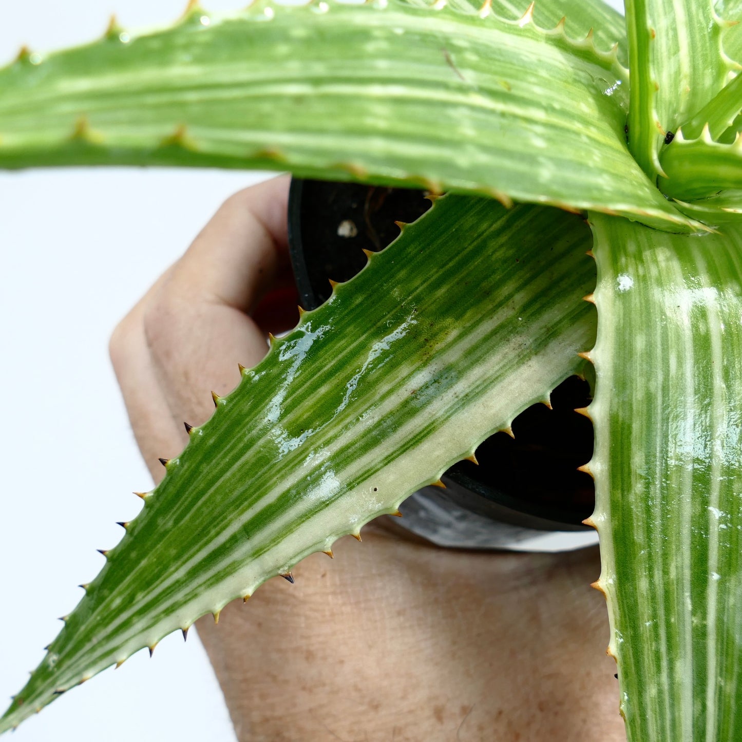 Aloe saponaria succulent with glossy variegated striped leaves and small spines along edges