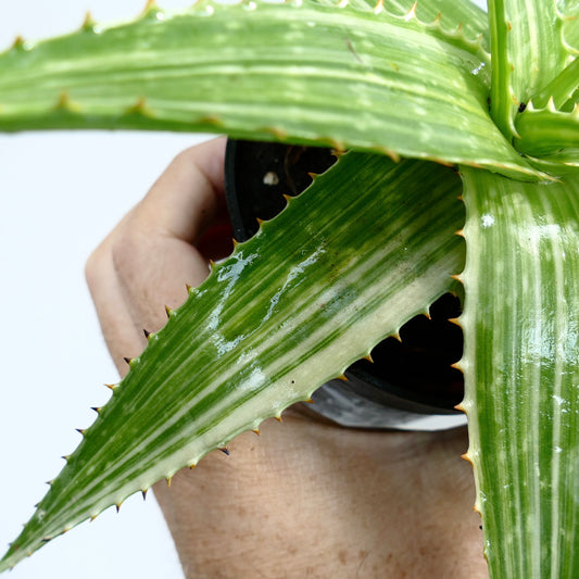 Aloe saponaria succulent with glossy variegated striped leaves and small spines along edges