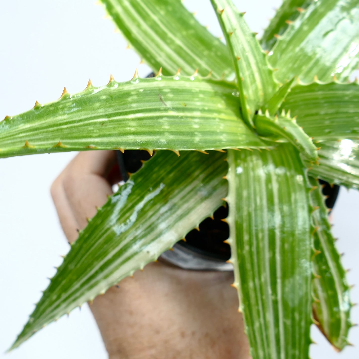 Aloe saponaria succulent with thick green leaves and prominent spiny edges