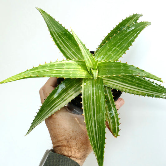 Aloe saponaria striata succulent with long spiky green leaves and white stripes