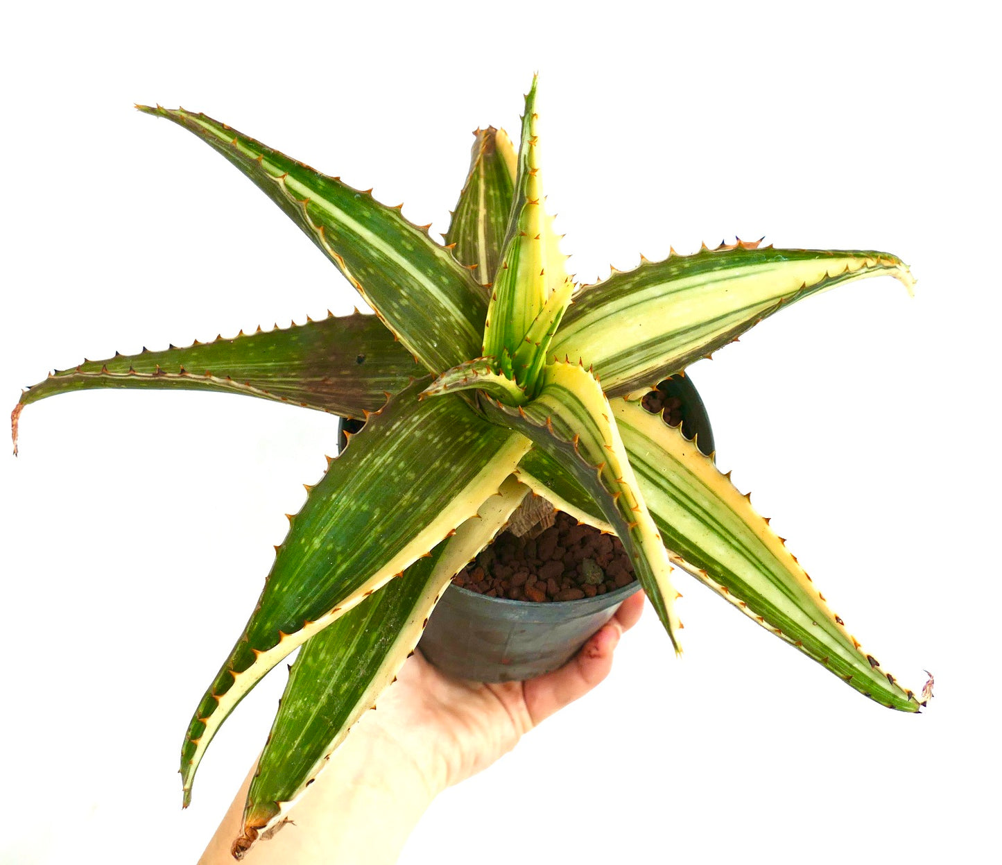 Aloe saponaria succulent with variegated green and cream spiked leaves in pot