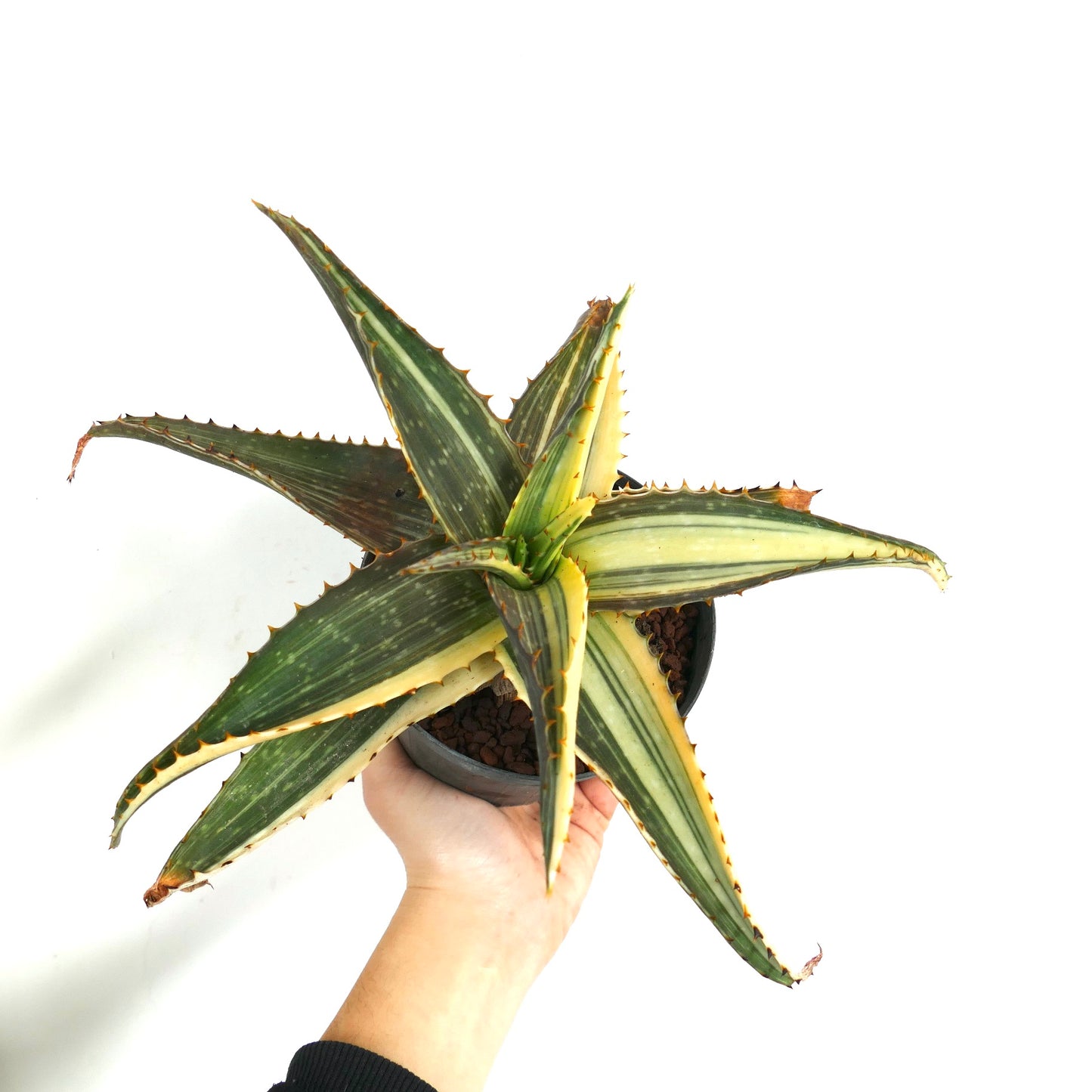 Aloe saponaria succulent with variegated green and yellow spiky leaves in pot
