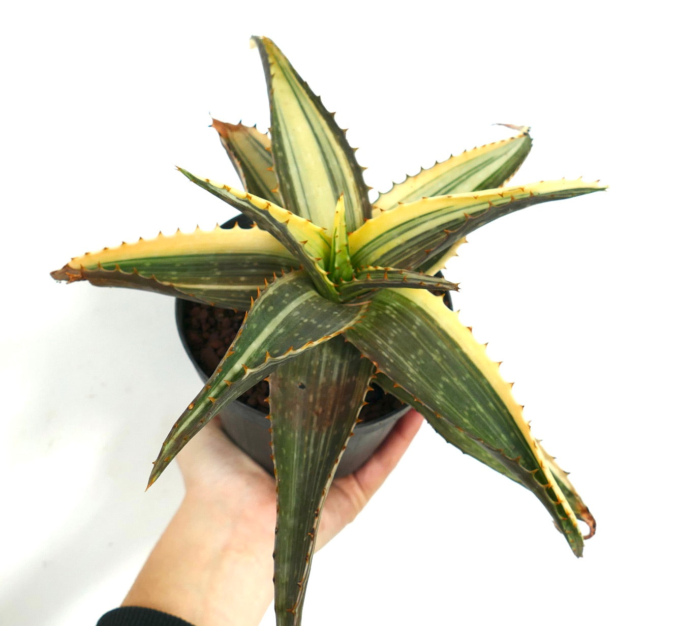 Aloe saponaria succulent with variegated green and yellow spiny leaves in pot