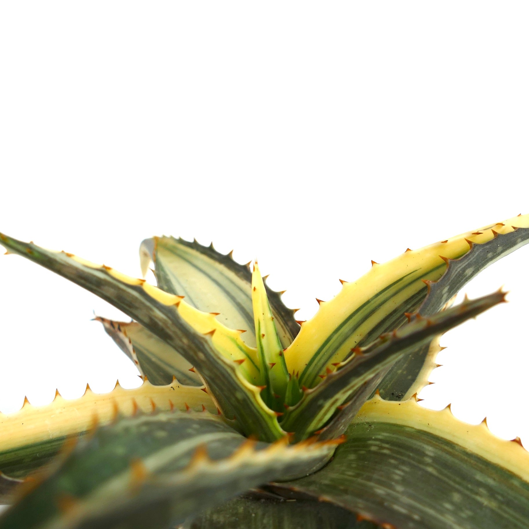 Aloe saponaria variegated succulent with spiky yellow and green striped leaves