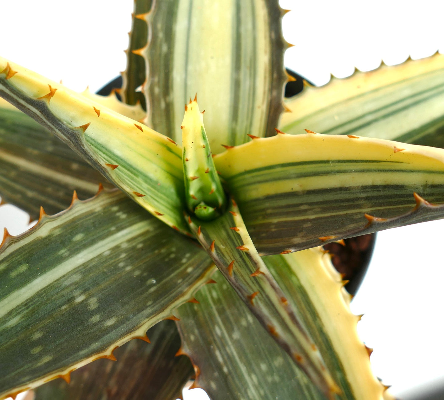 Aloe saponaria succulent with variegated green and yellow spiny leaves close-up