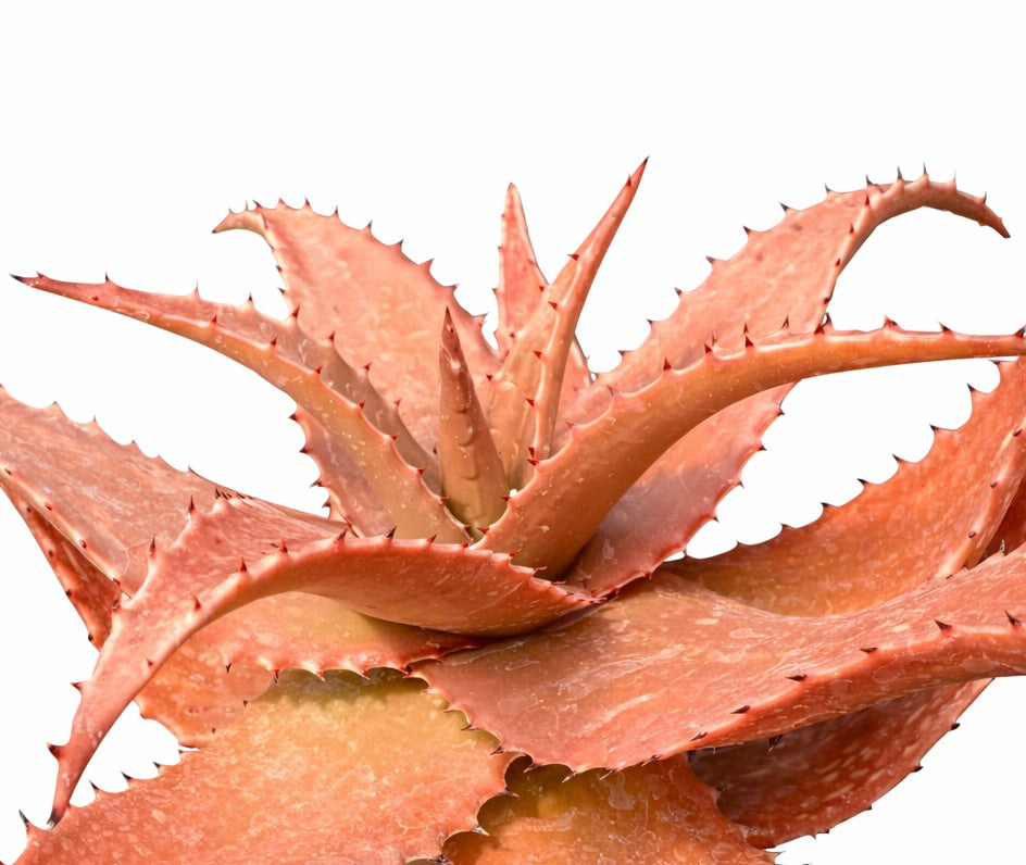 두꺼운 가시가 있는 붉은 주황색 잎과 질감 있는 표면을 가진 알로에 세쿤디플로라 다육식물