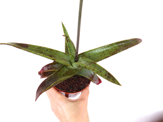 Specie di Aloe dall'OMAN (ex Specks, Exotica)