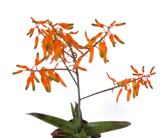 Specie di Aloe dall'OMAN (ex Specks, Exotica)