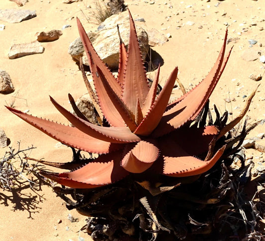 Aloe striata SEEDS