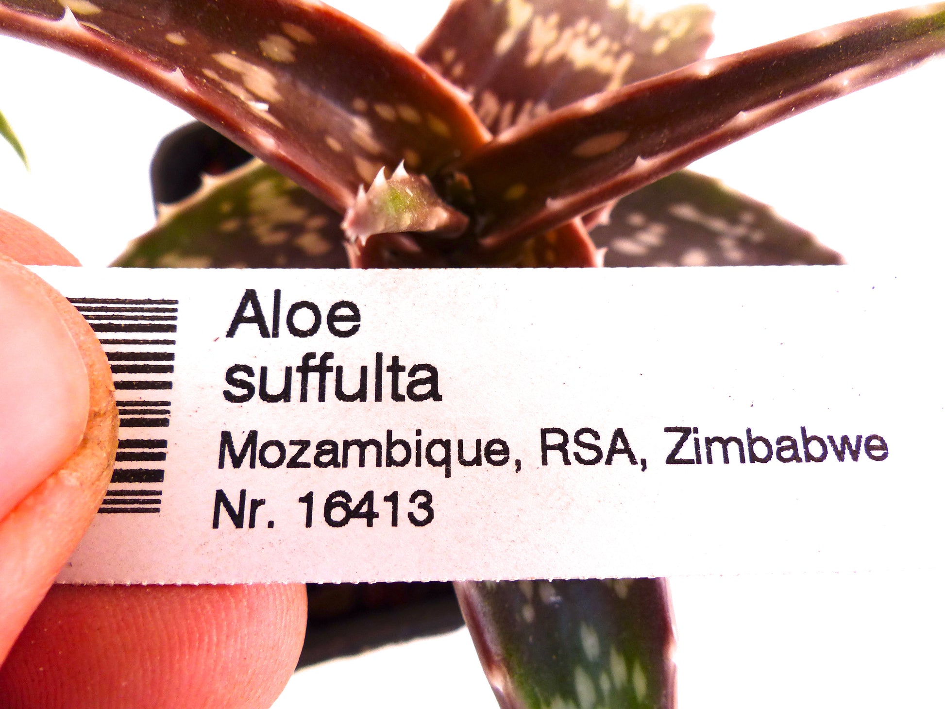 Etiqueta de planta impresa para Aloe suffulta sostenida frente a hojas suculentas manchadas