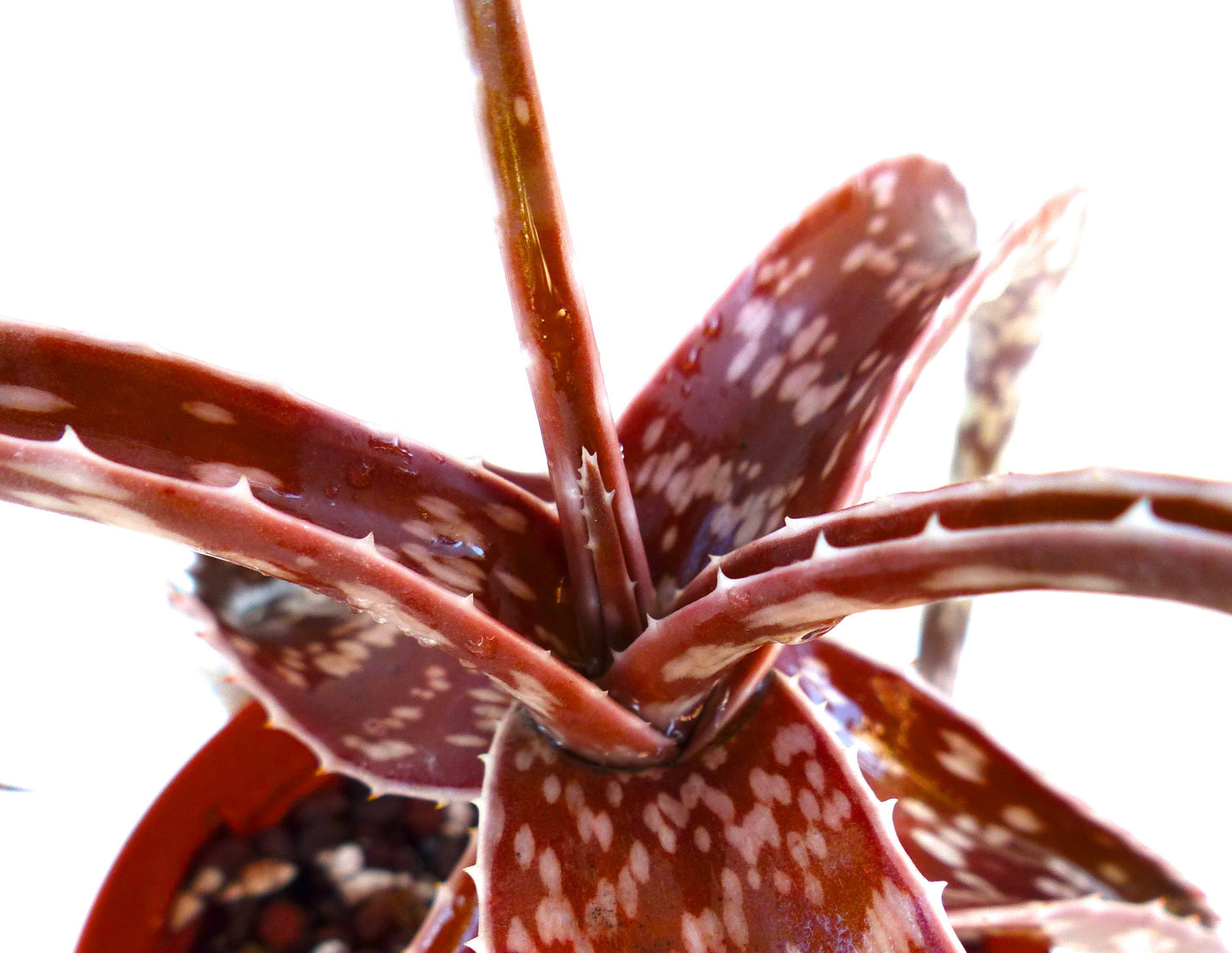 Planta suculenta Aloe suffulta con hojas rojizas manchadas y pequeños dientes en los bordes