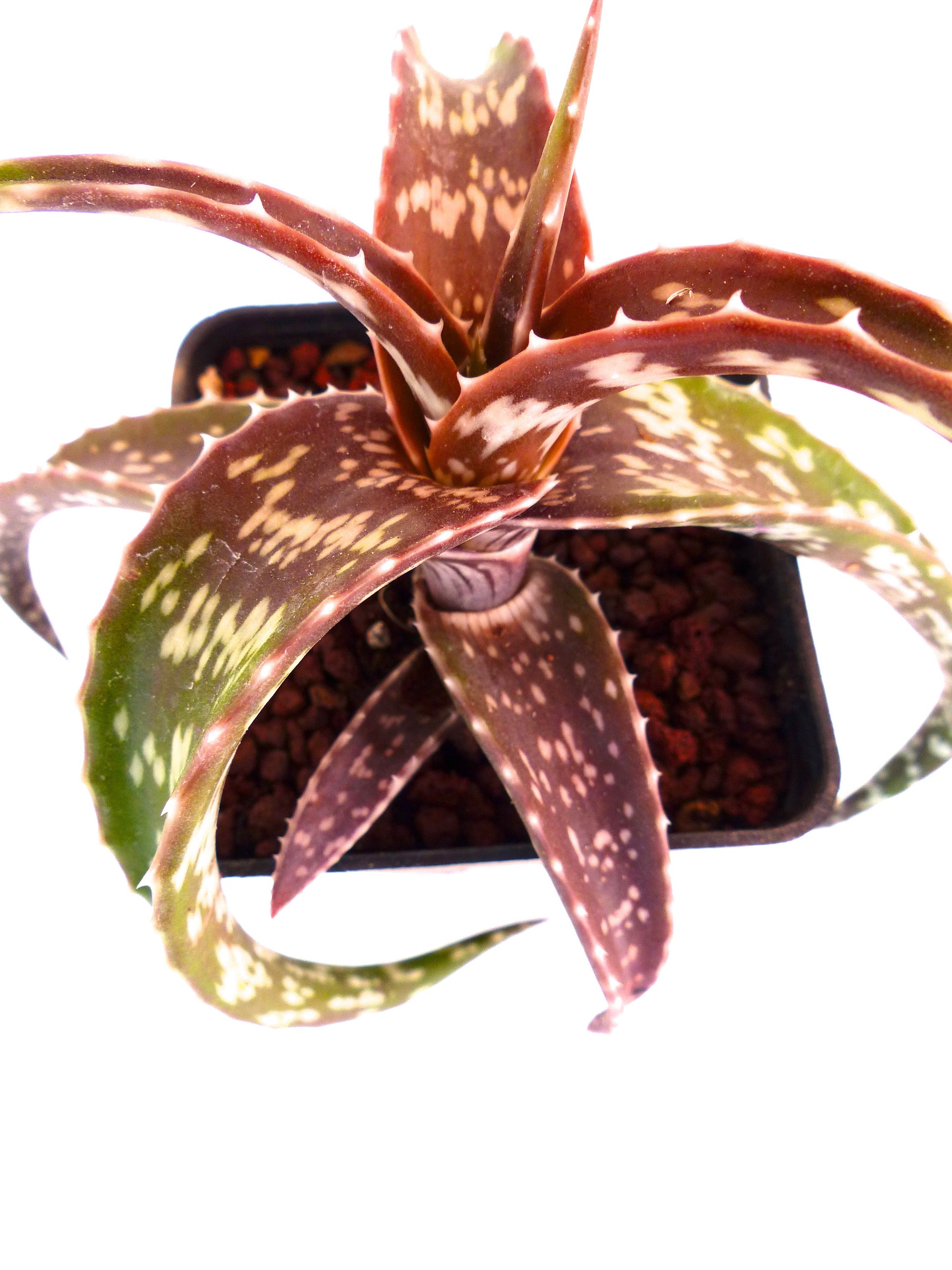 Suculenta Aloe suffulta con hojas manchadas de verde rojizo y pequeños dientes blancos en los bordes en maceta