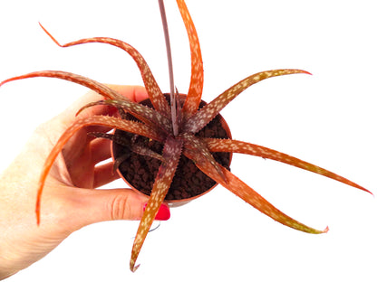 Aloe onbekende soort met slanke gevlekte roodachtige bladeren in kleine pot, vetplant specimen