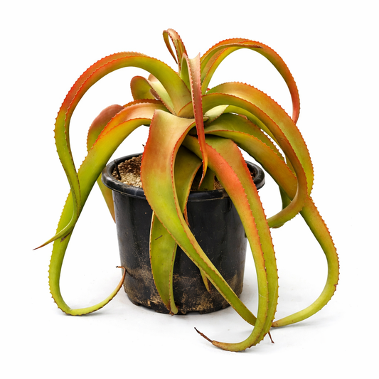 Aloe vanbalenii SEEDS