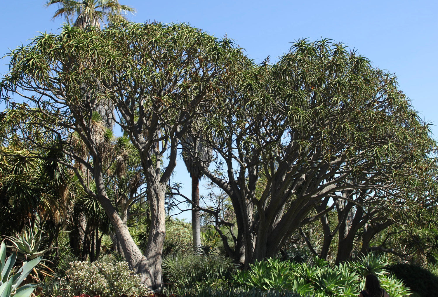 Aloidendron barberae grande albero succulento con rami spessi e foglie verdi sottili
